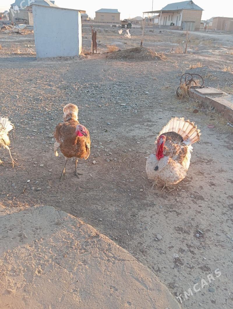 induk - Sarahs - img 2