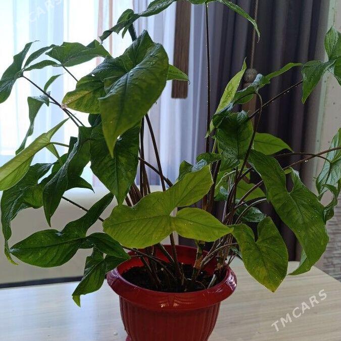 Цветы - Büzmeýin - img 2