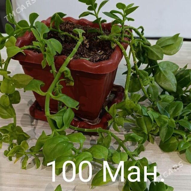 Цветы - Büzmeýin - img 5