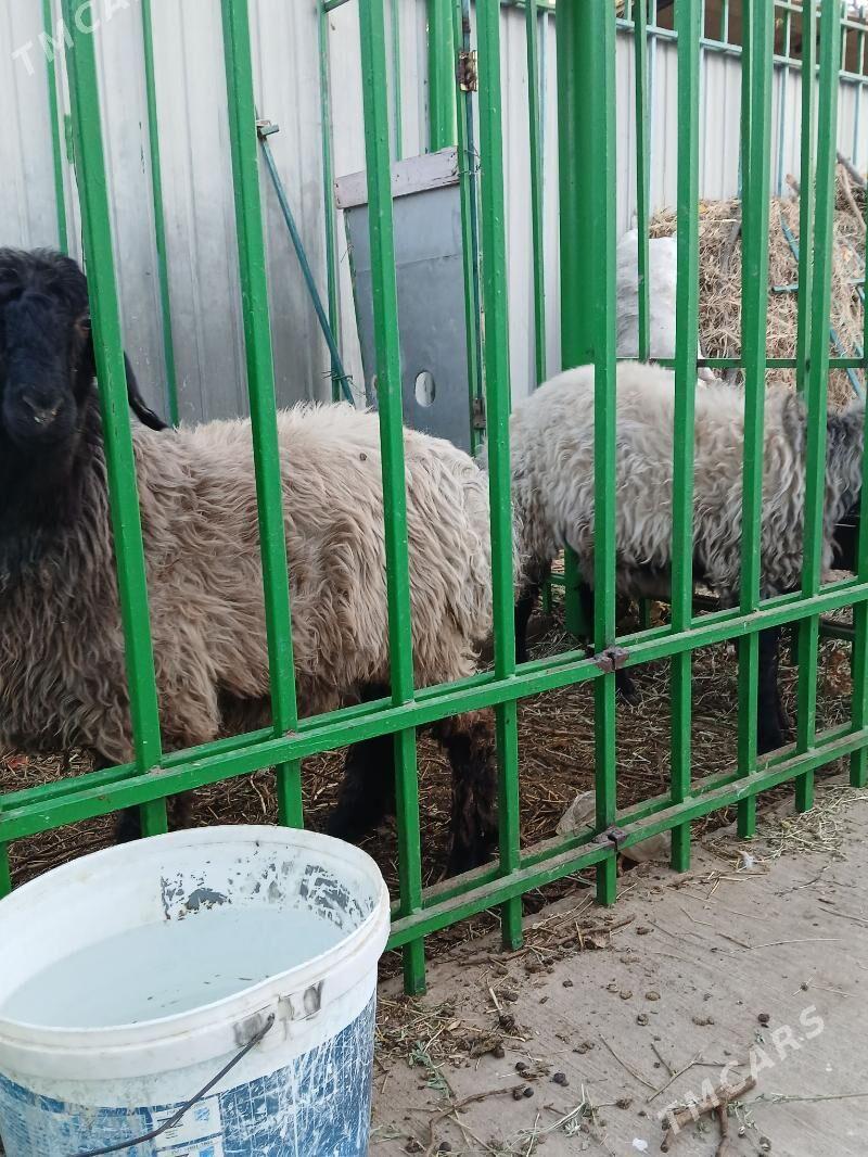 Taze zaman - Ашхабад - img 1