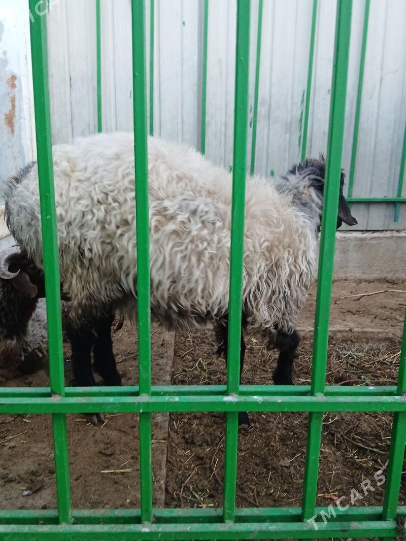 Taze zaman - Ашхабад - img 3