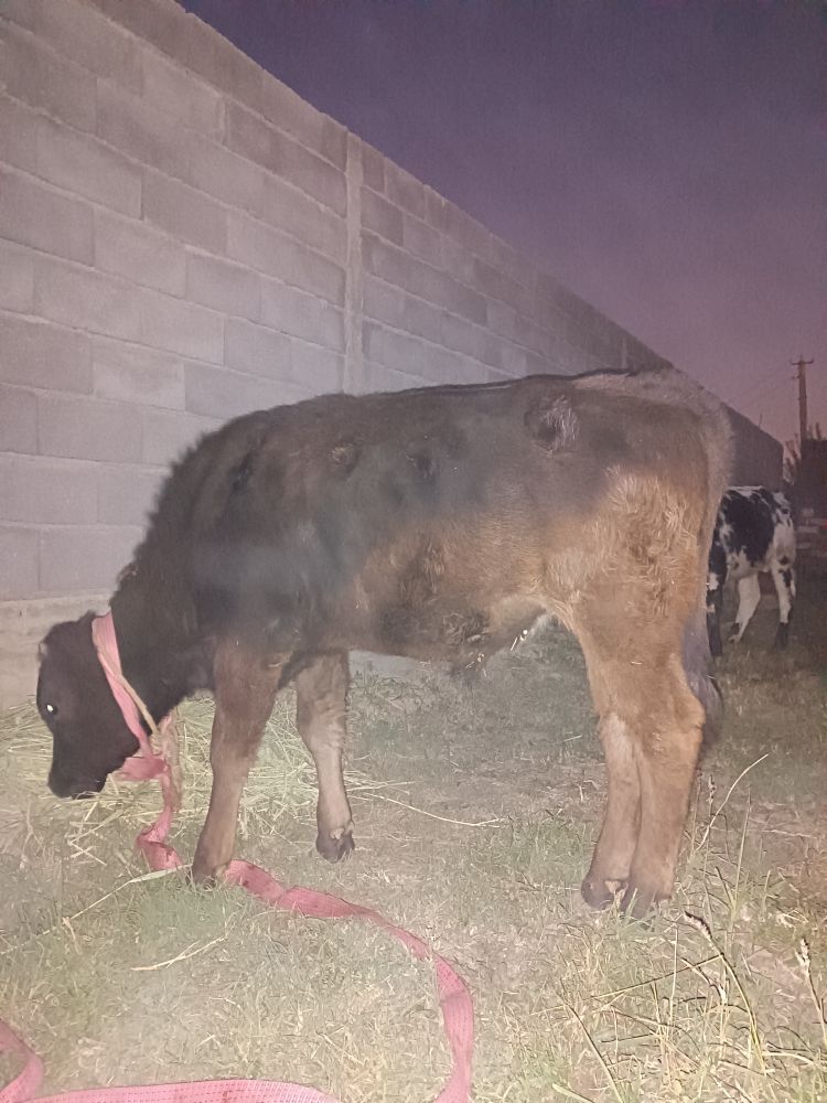 OKUZ - Гёкдепе - img 4