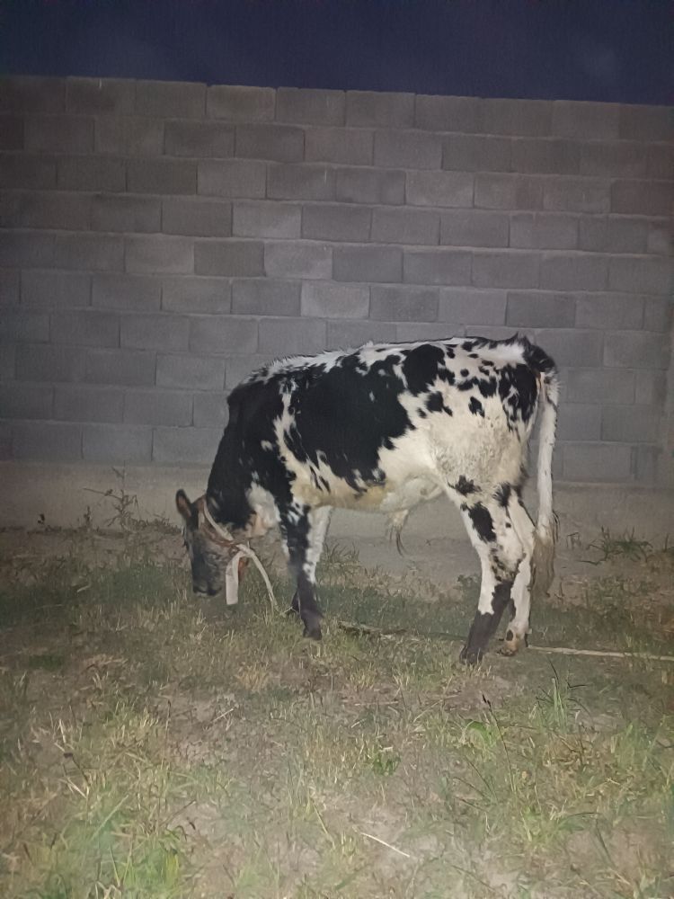 OKUZ - Гёкдепе - img 3