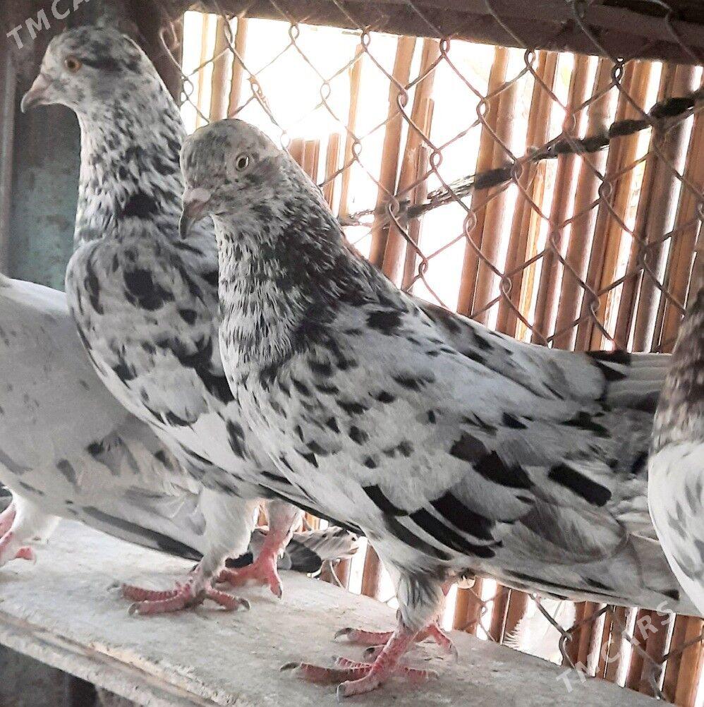 Kepderi.голуби. - Ашхабад - img 2