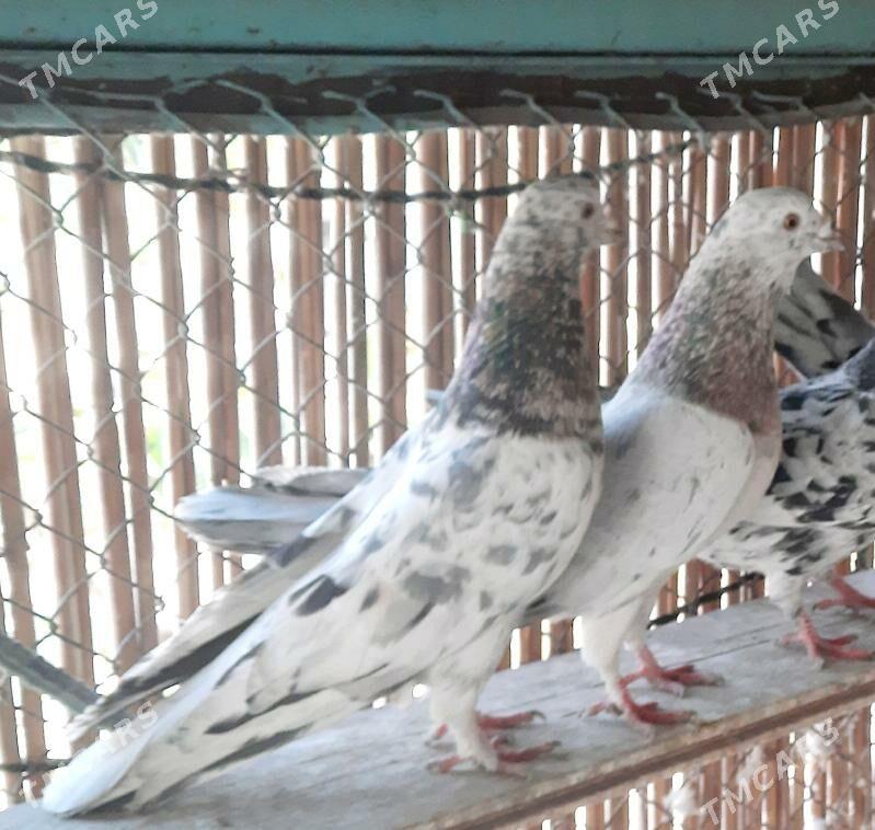 Kepderi.голуби. - Ашхабад - img 5