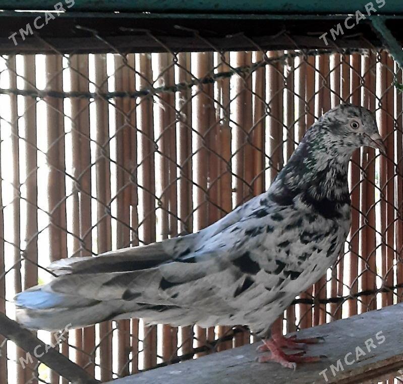 Kepderi.голуби. - Ашхабад - img 3