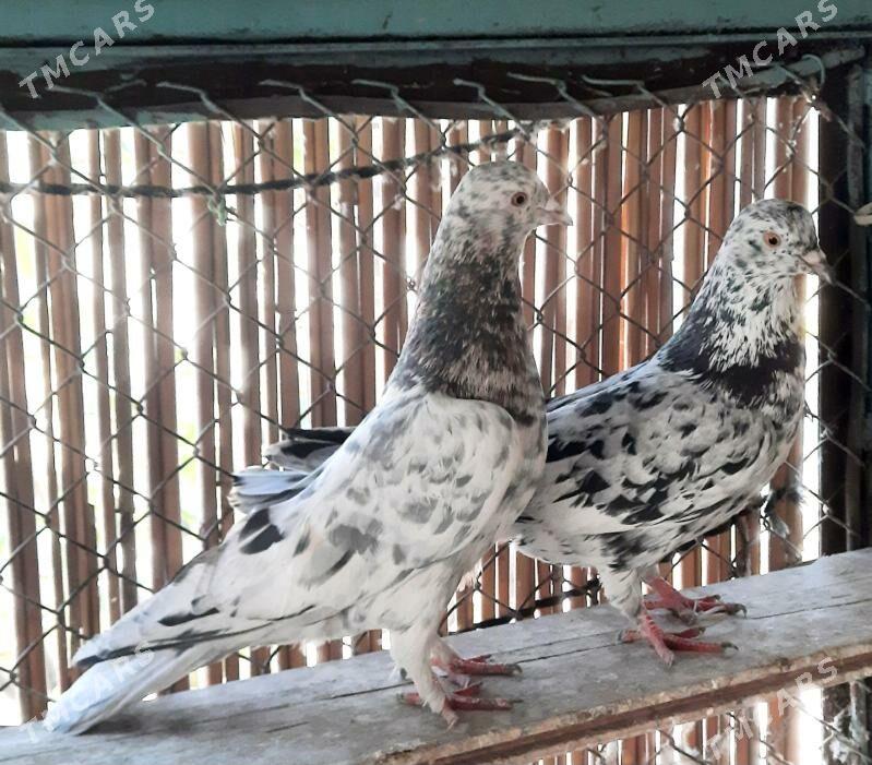 Kepderi.голуби. - Ашхабад - img 4