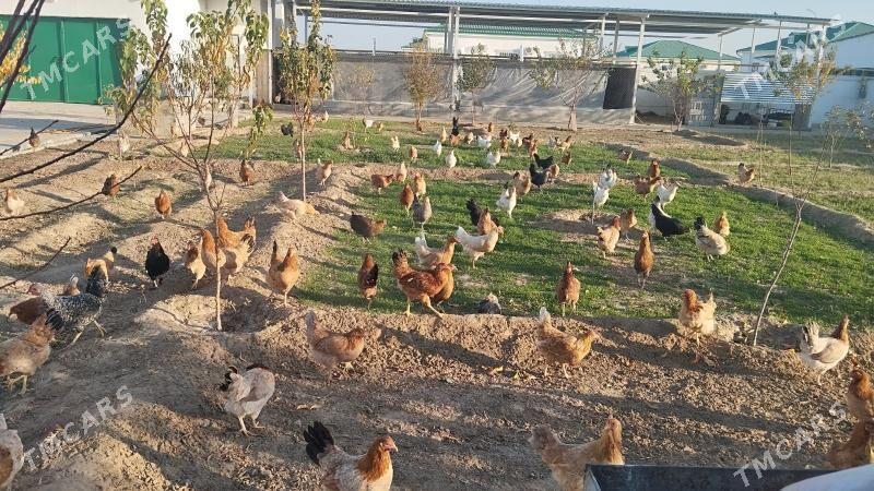 Towuk - Тязе заман - img 5