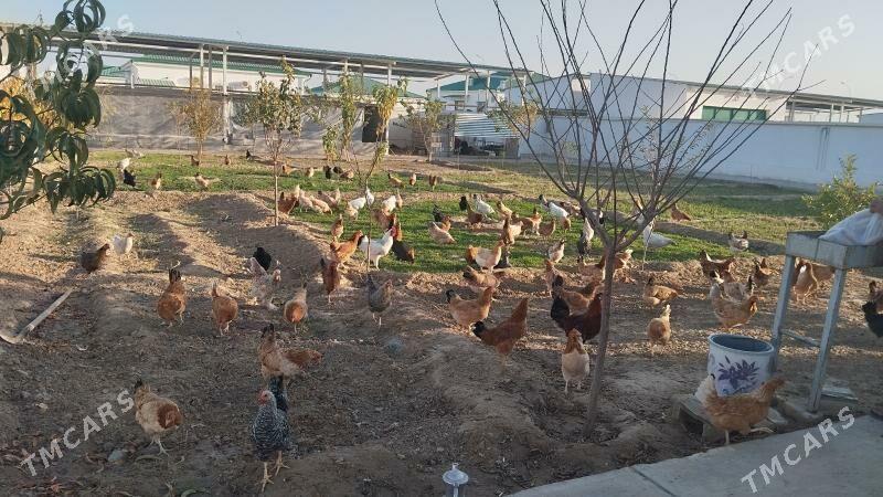 Towuk - Тязе заман - img 3