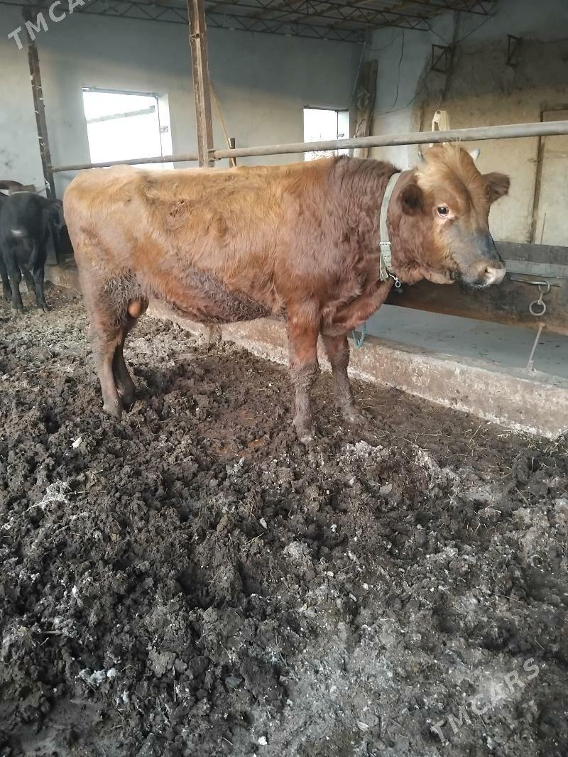 öküzler - Туркменабат - img 6