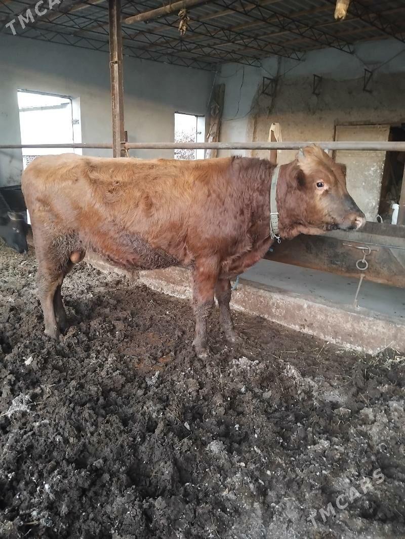 öküzler - Туркменабат - img 8