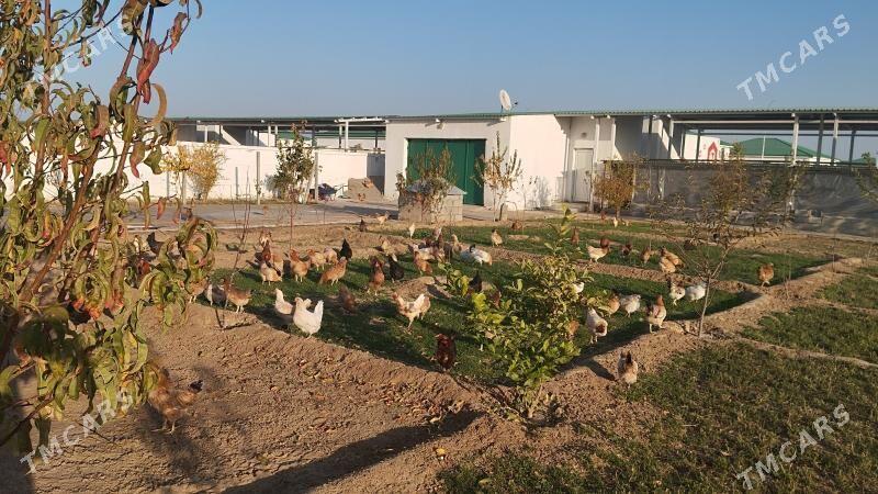 Towuk - Тязе заман - img 2