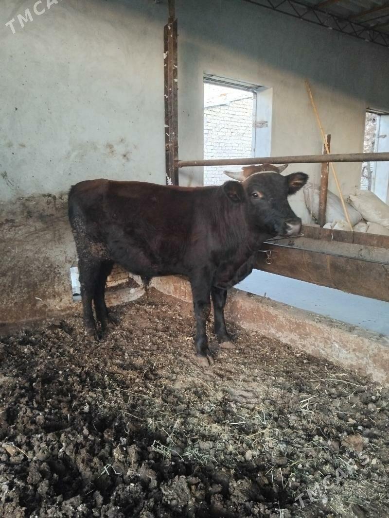 öküzler - Туркменабат - img 5