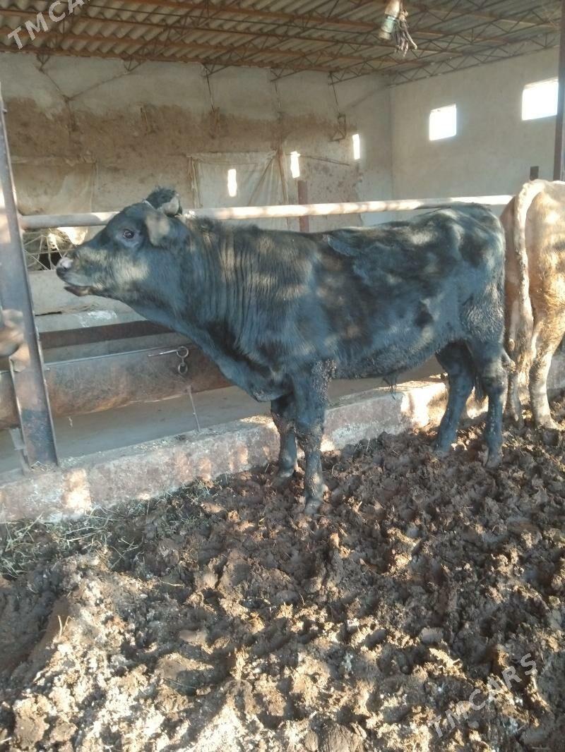 öküzler - Туркменабат - img 3