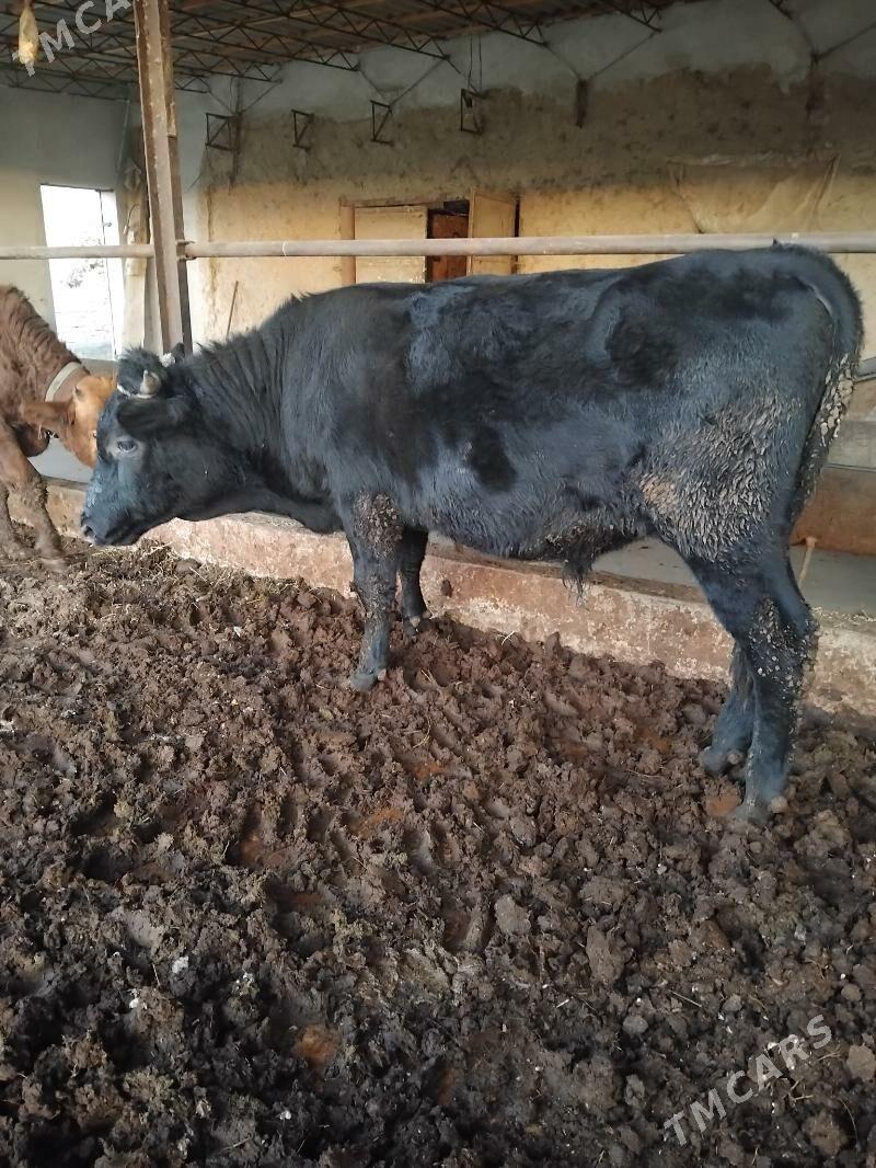 öküzler - Туркменабат - img 2