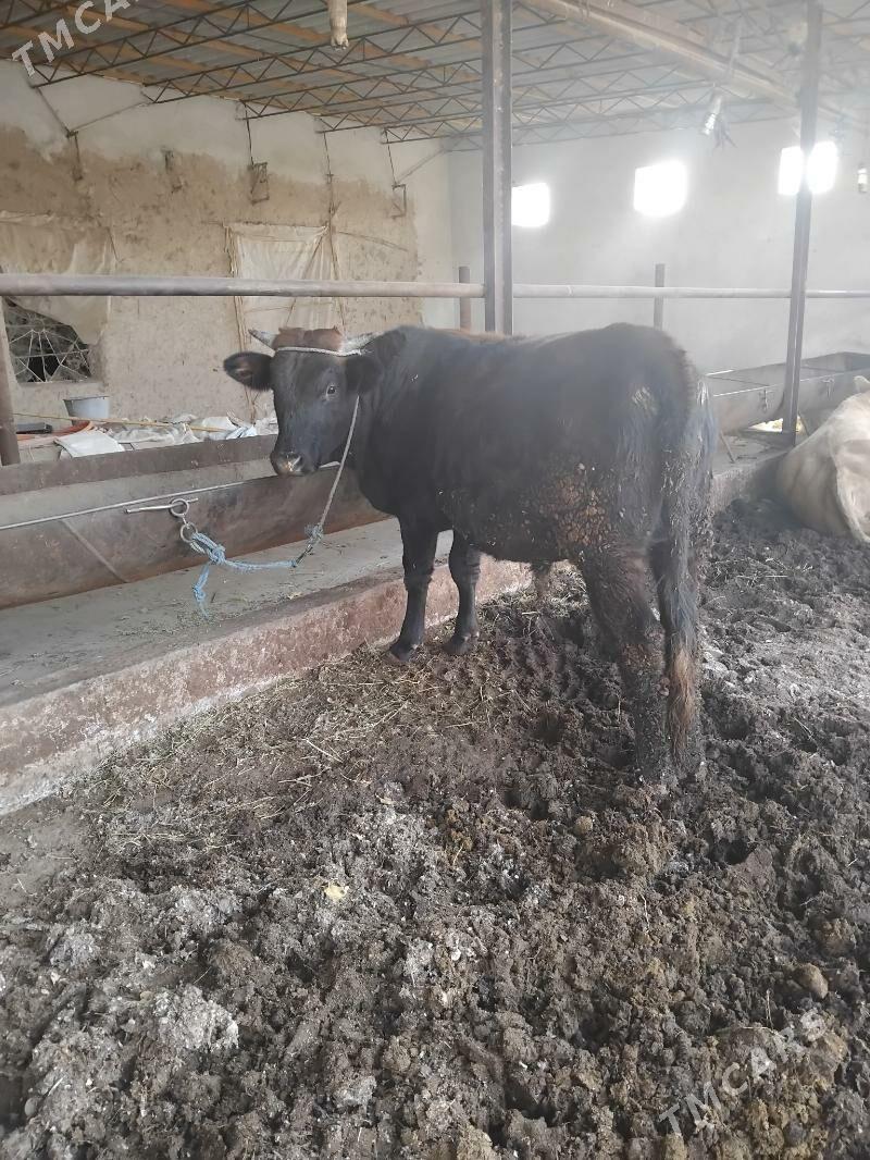 öküzler - Туркменабат - img 4