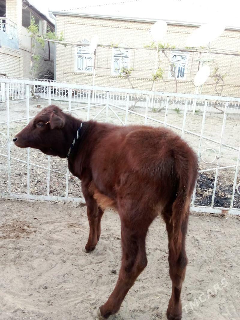 Göle - Mary - img 2