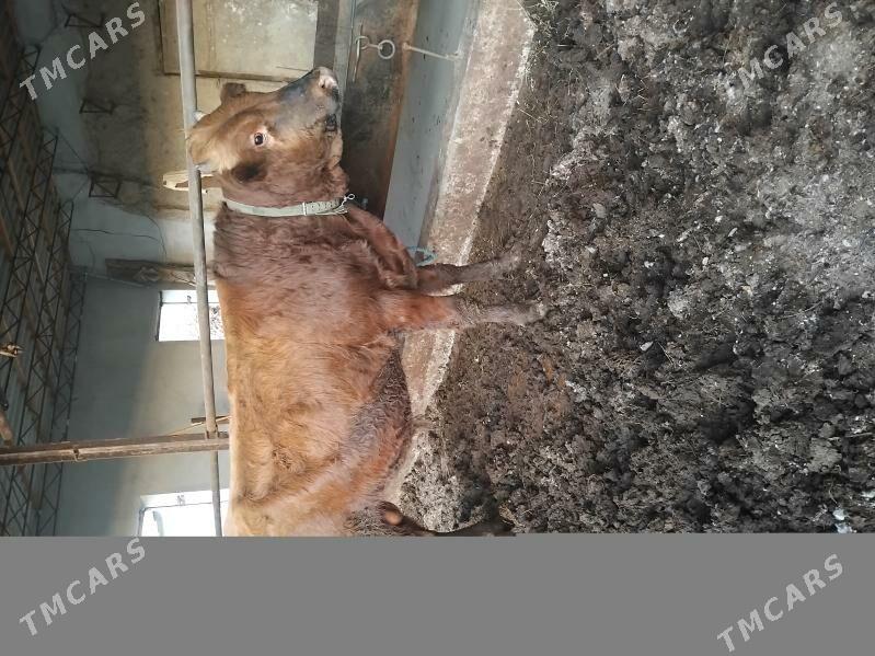 öküzler - Туркменабат - img 7