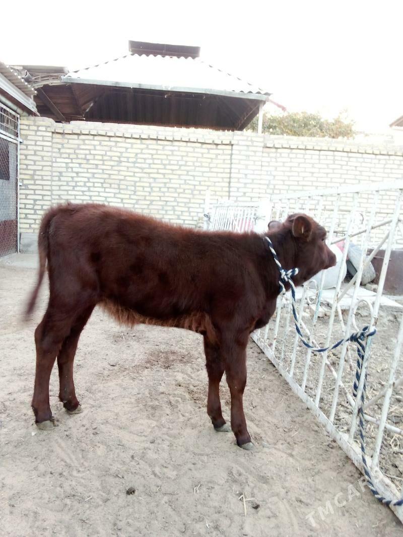 Göle - Mary - img 3