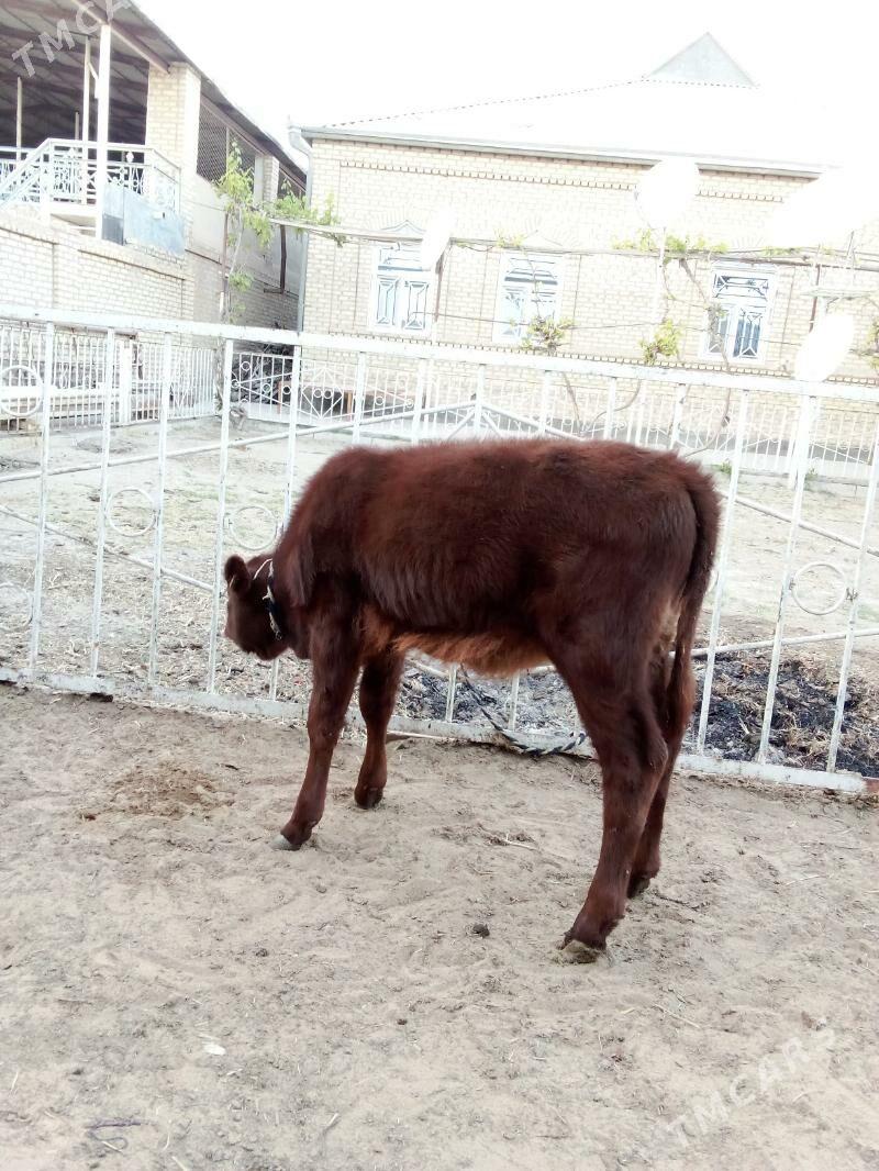 Göle - Mary - img 5