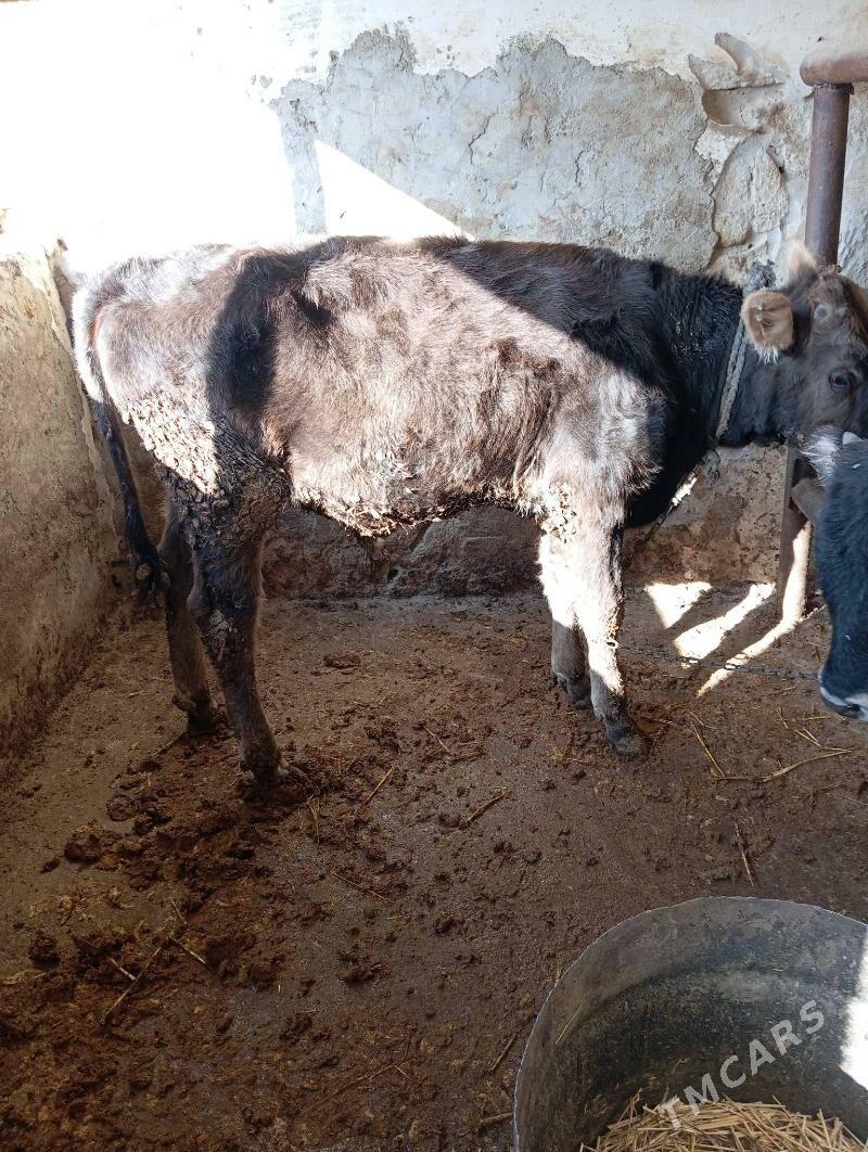 ökuz - Gyzylarbat - img 1