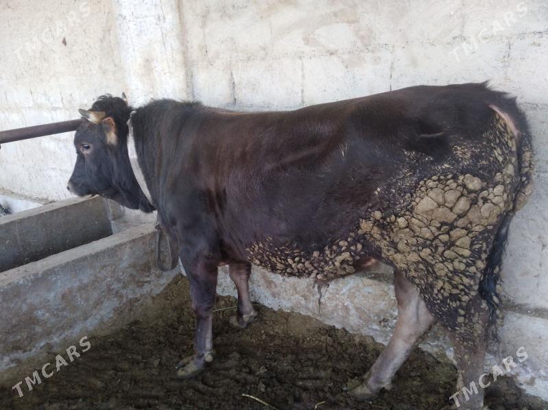 õküz - Bäherden - img 2