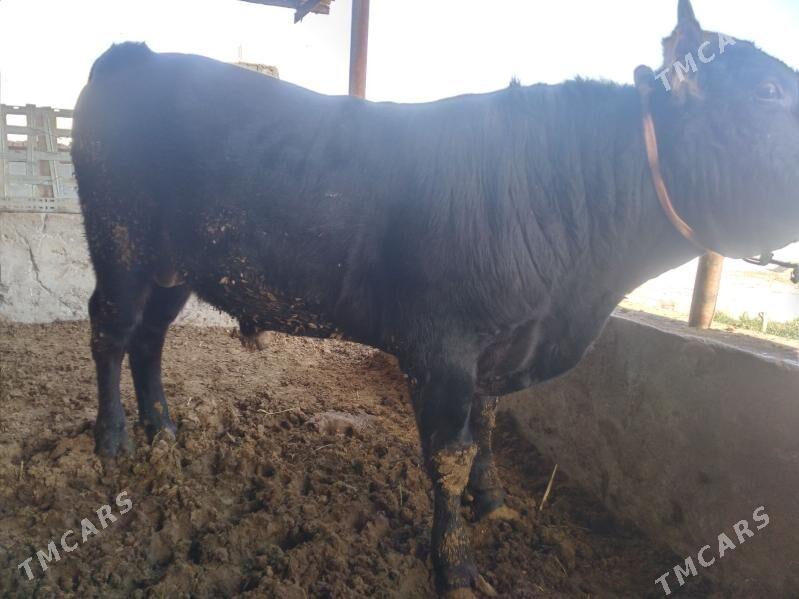 õküz - Bäherden - img 1