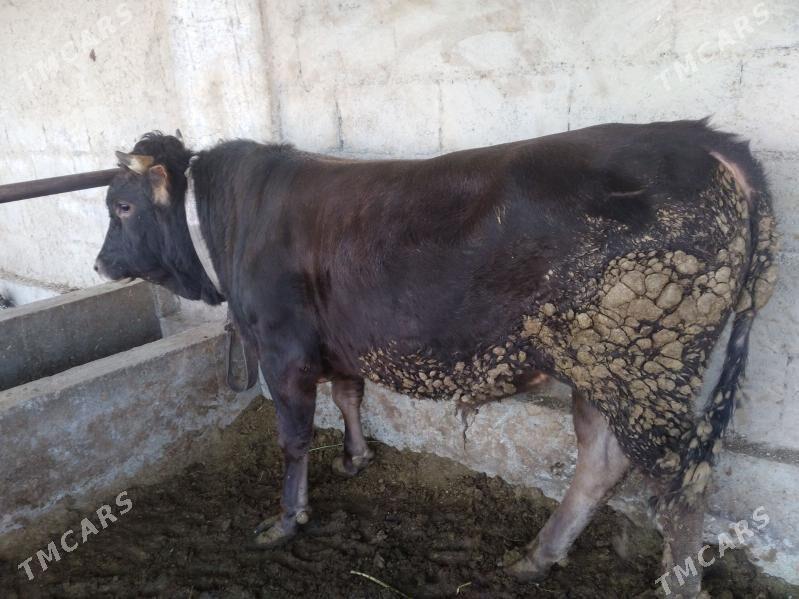 õküz - Bäherden - img 6