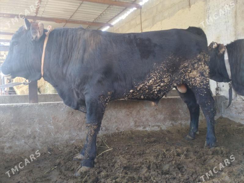 õküz - Bäherden - img 4