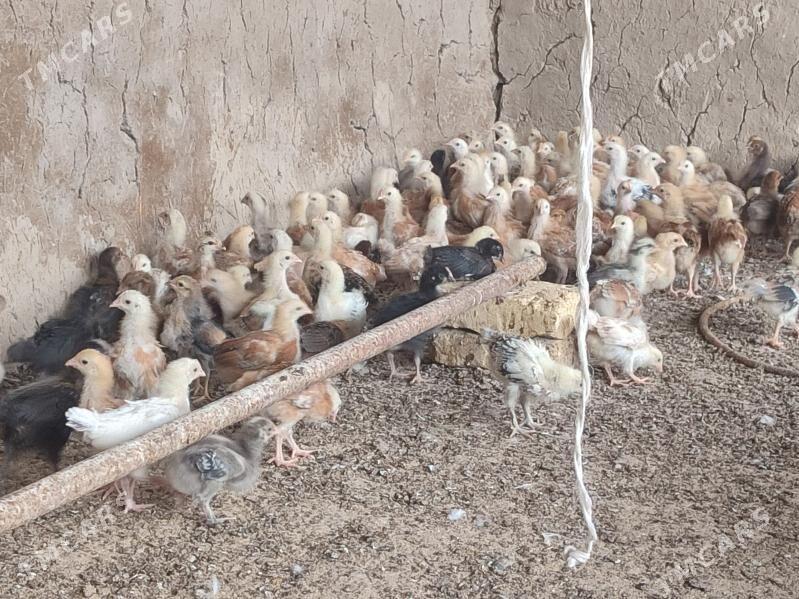 Juyje 1 aylyk - Kaka - img 2