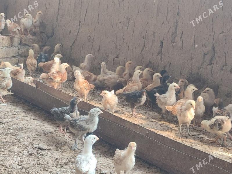 Juyje 1 aylyk - Kaka - img 3