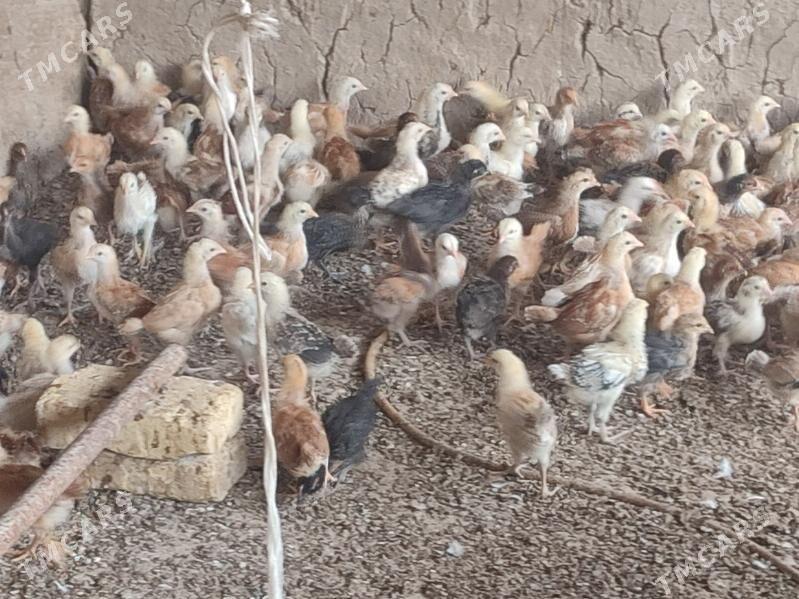 Juyje 1 aylyk - Kaka - img 4