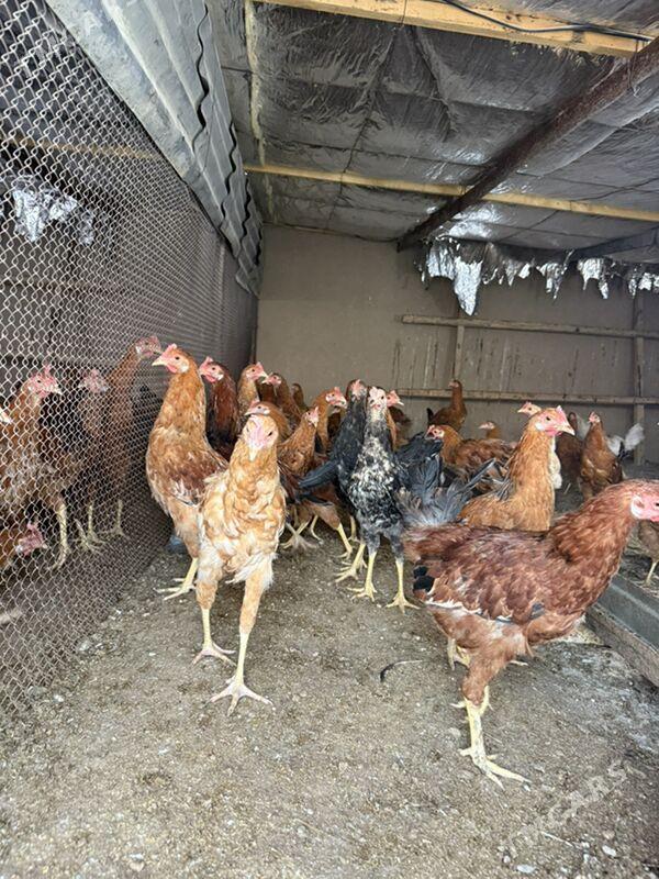 horoz - Aşgabat - img 2