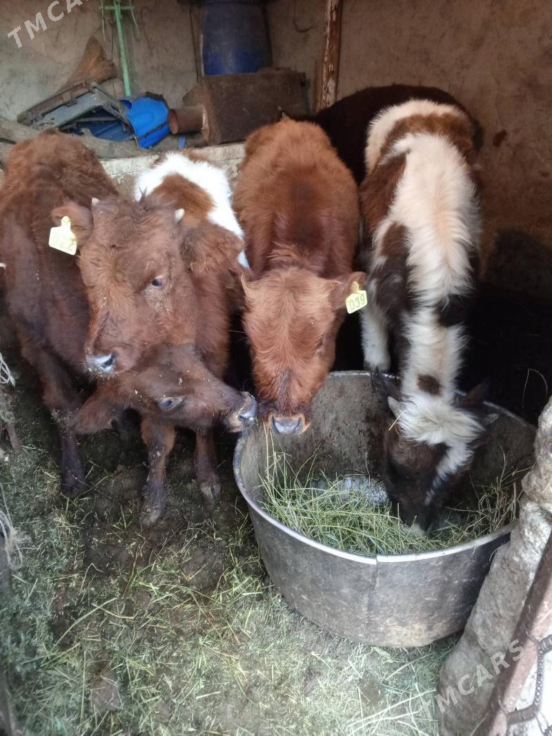 Okuz 4-SANY - Ашхабад - img 2