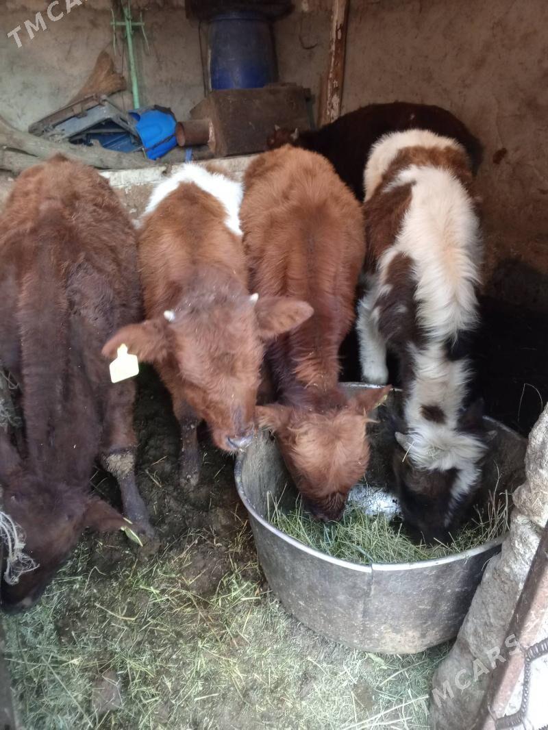 Okuz 4-SANY - Ашхабад - img 3