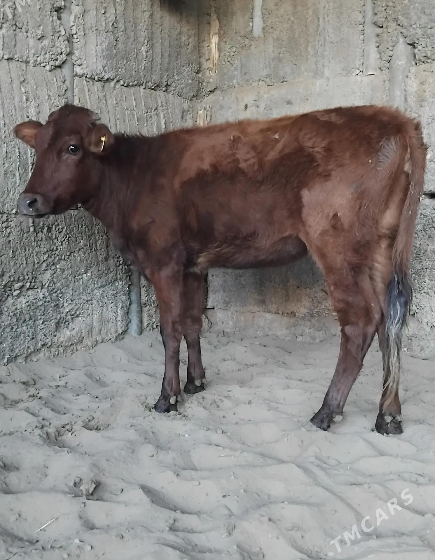 6. .TUWE. - Büzmeýin - img 2