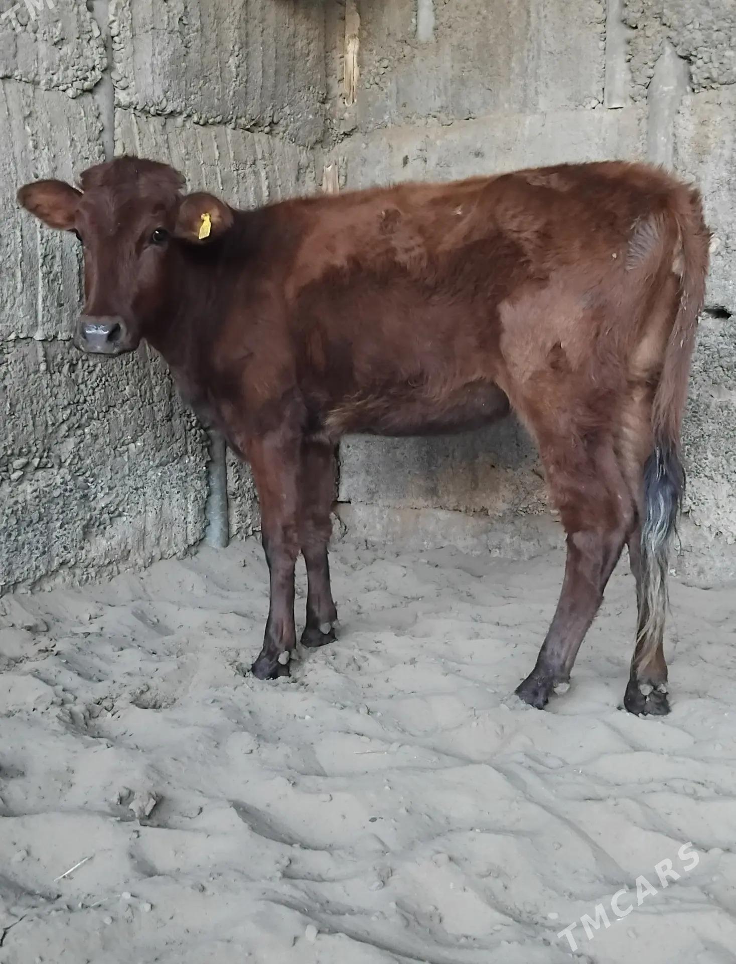 6. .TUWE. - Büzmeýin - img 3