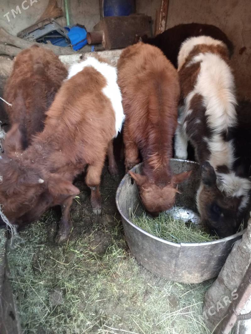 Okuz 4-SANY - Ашхабад - img 6