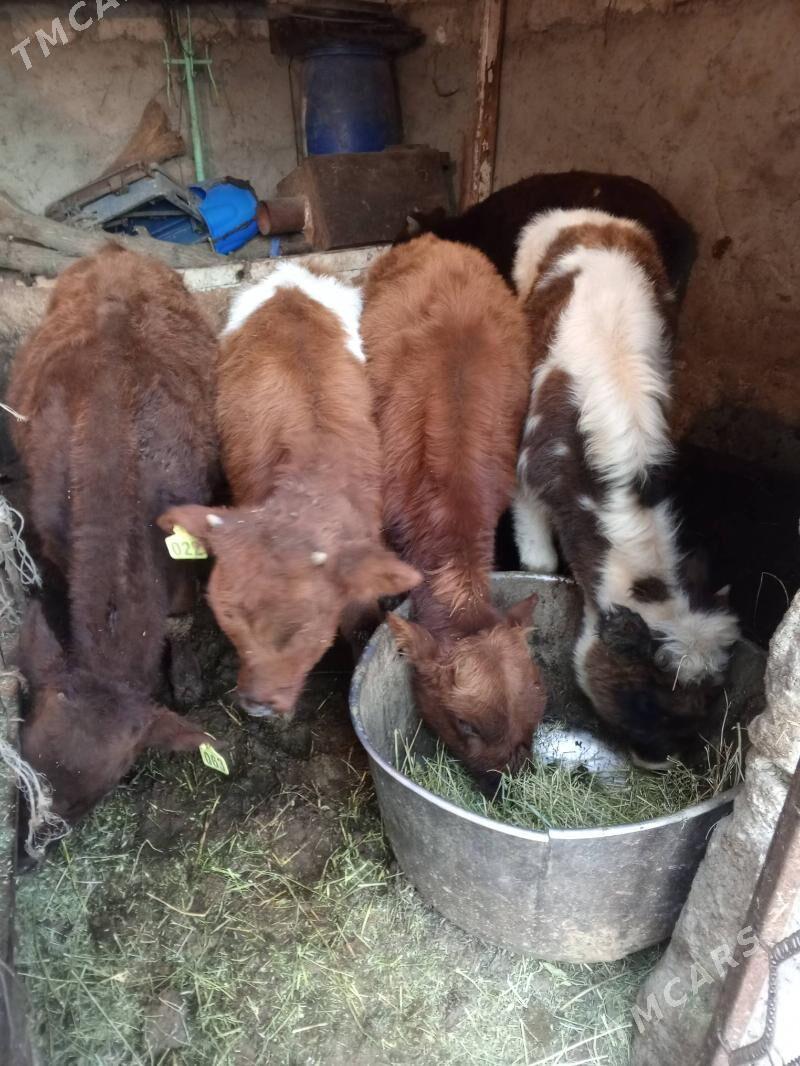 Okuz 4-SANY - Ашхабад - img 4