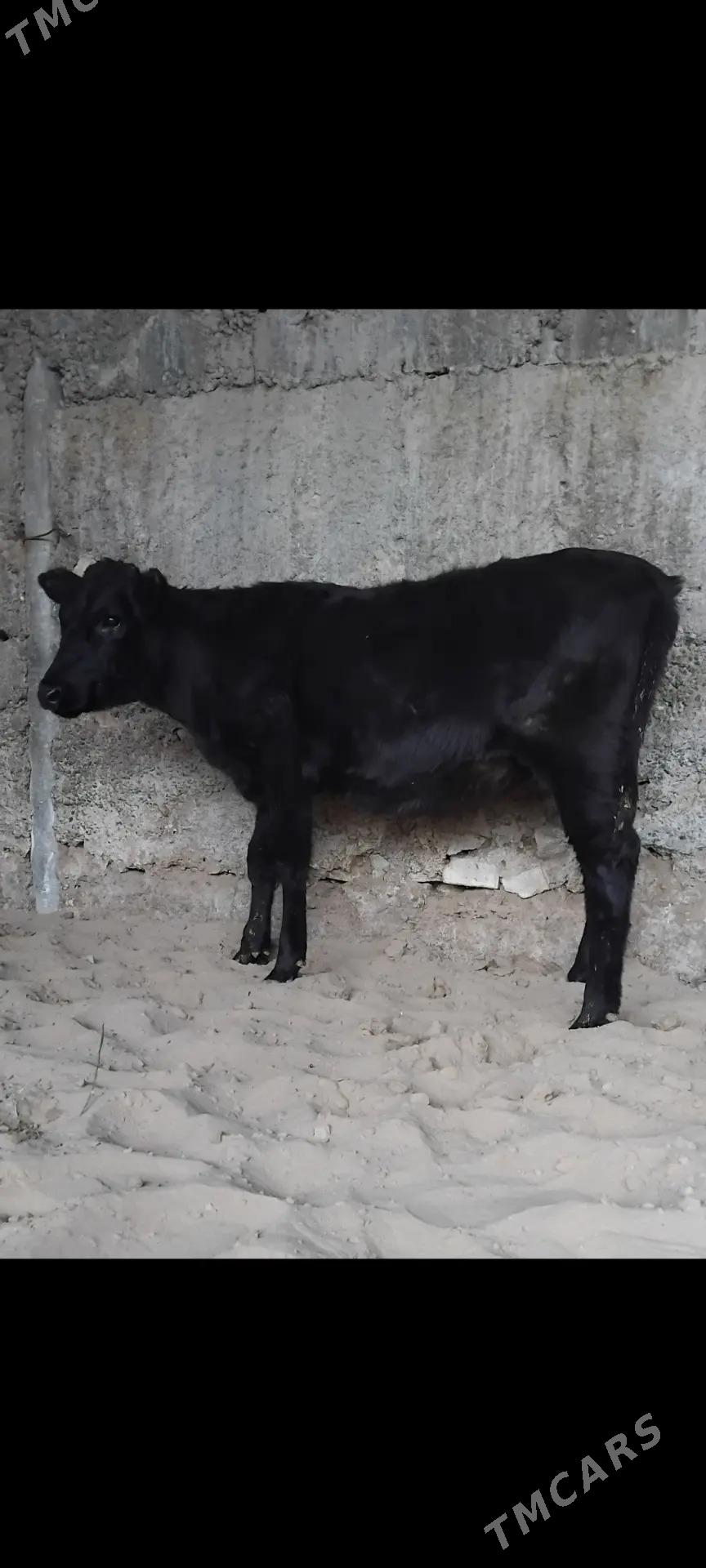 6. .TUWE. - Büzmeýin - img 8