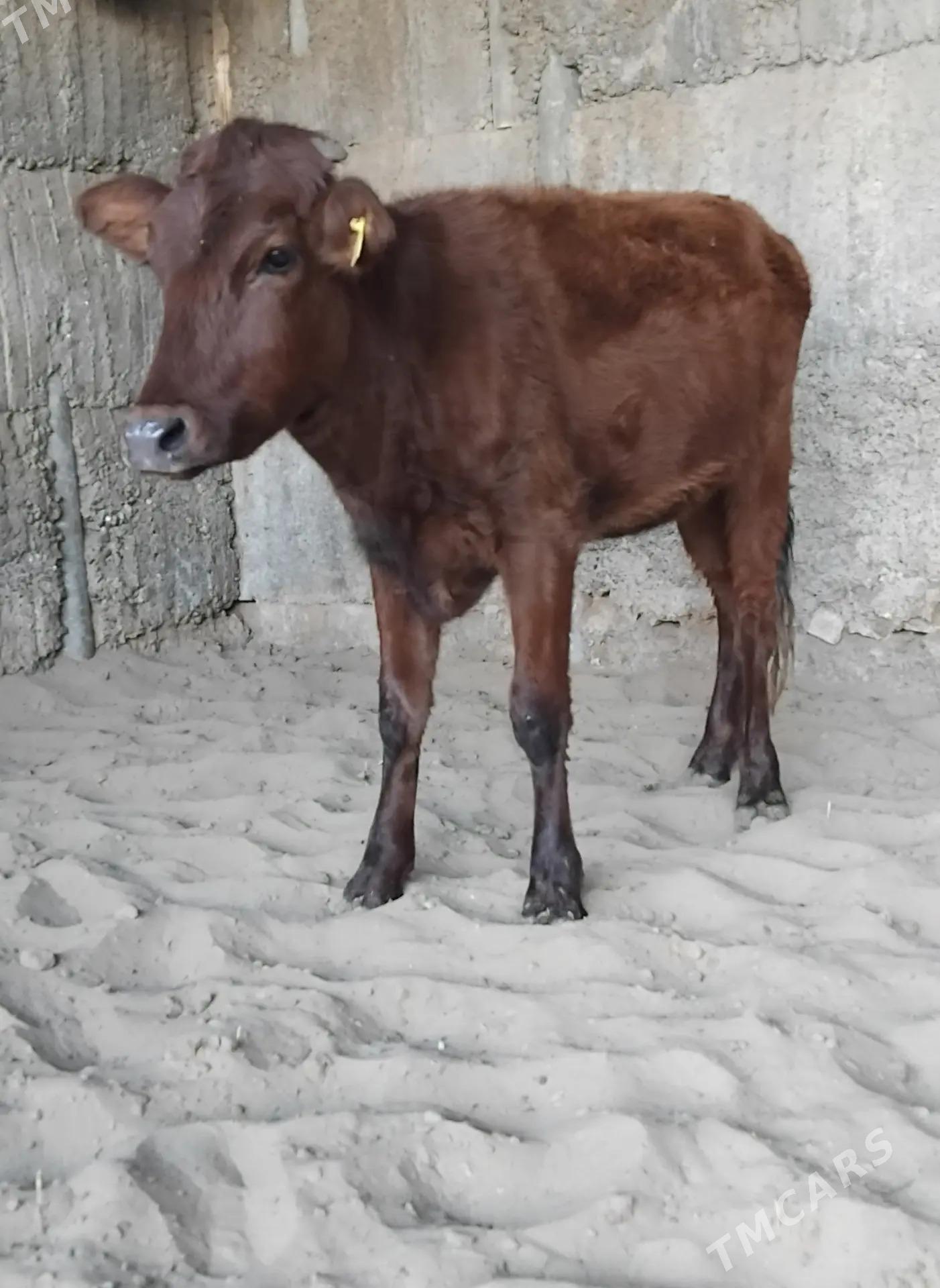 6. .TUWE. - Büzmeýin - img 5