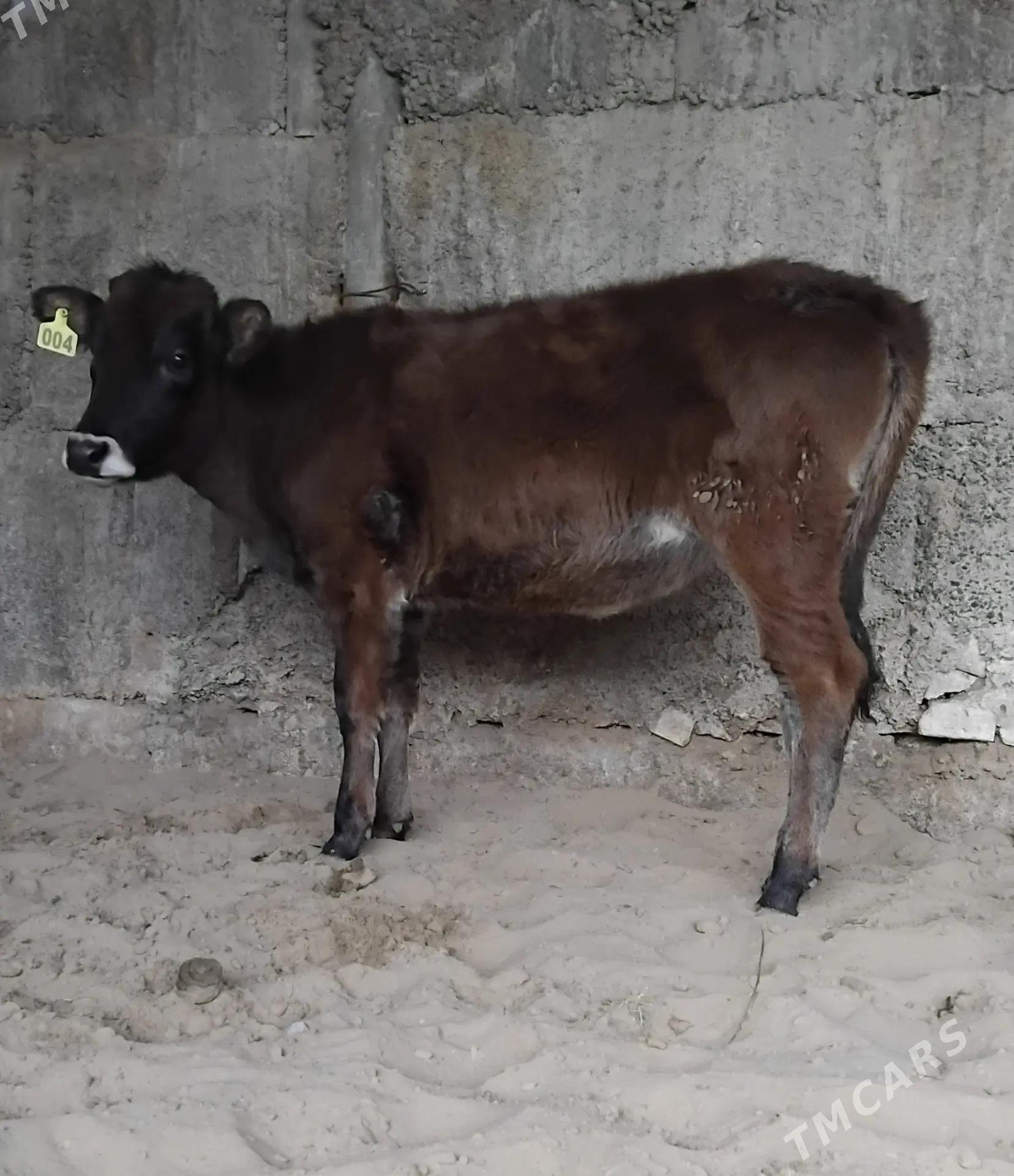 6. .TUWE. - Büzmeýin - img 10