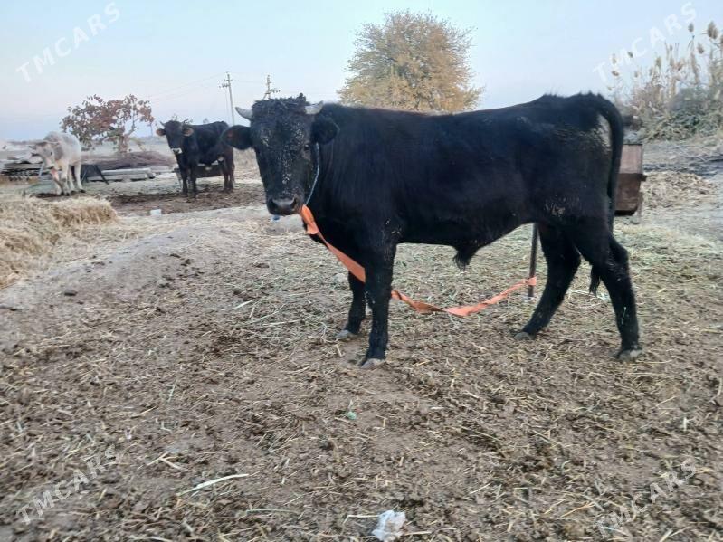 ökuz - Gökdepe - img 3