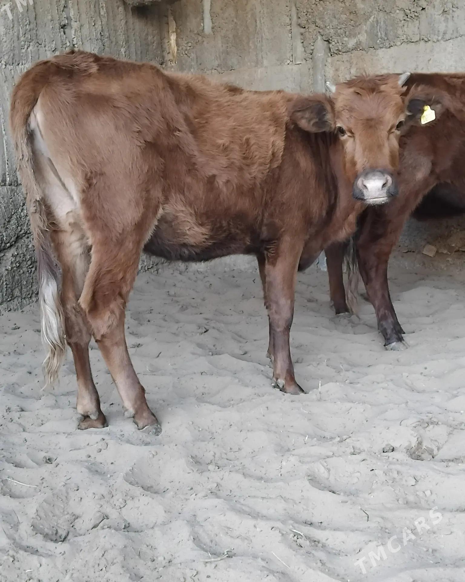 6. .TUWE. - Büzmeýin - img 7