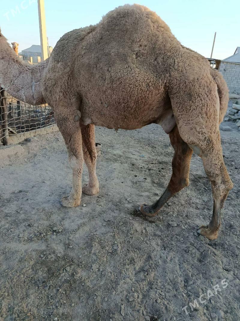 ERKEK DUYELET - Etrek - img 7