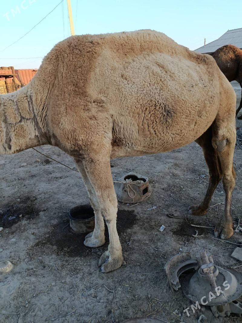 ERKEK DUYELET - Etrek - img 2