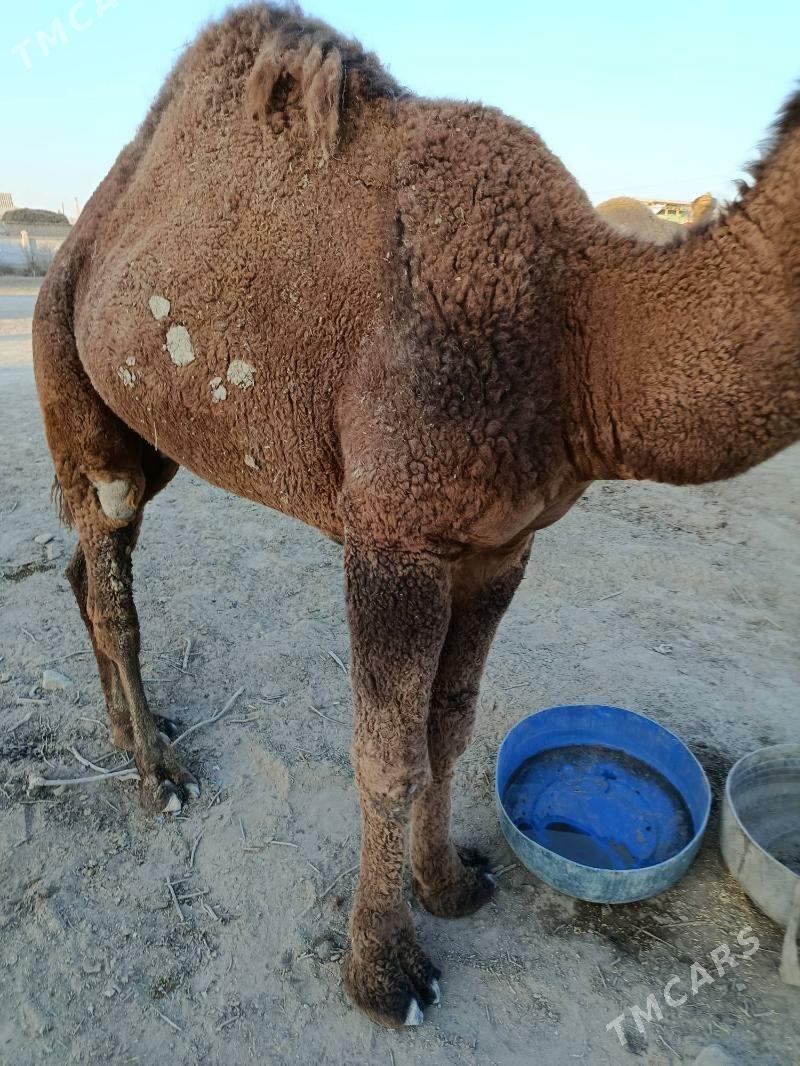 ERKEK DUYELET - Etrek - img 4