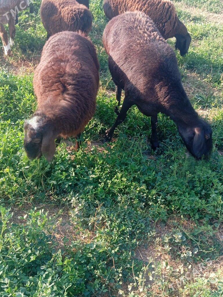 gisar tokly - Бузмеин - img 3