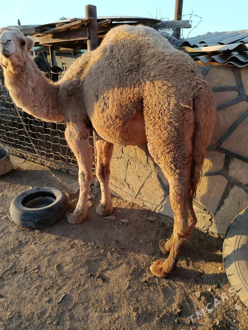 ERKEK DUYELET - Etrek - img 5