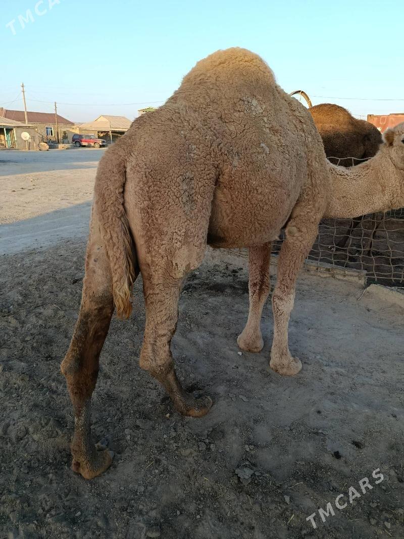 ERKEK DUYELET - Etrek - img 6